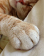 Cats leave paw prints on your heart.: 
