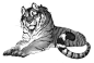 Vekke's Tiger Princess by Rowkey