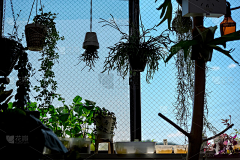 【一人一世界】采集到蕨类植物