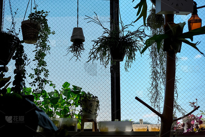 窗、花园和室内植物