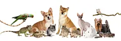 点击来源直接获取大图文件 |A large group of different animals