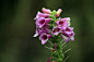 Photograph  Pretty flower by Cristobal Garciaferro Rubio on 500px