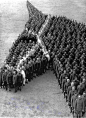 Truly Awesome! 650 Officers and Enlisted Men of  Auxiliary Remount Depot, Camp 326, Camp Cody, NM  Symbol of Head Pose of “The Devil”, Saddle Horse Ridden By Maj. Frank G. Brewer, Remount Commander  Photo by Mark Raen: 