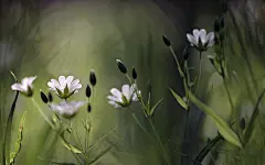 清新小野花高清桌面壁纸