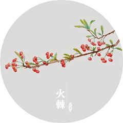 知否少年心采集到植物插画