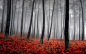 国家地理精选 - 地球之美：你绝对没见过的秋天落叶景色[11P] - QQ邮箱
