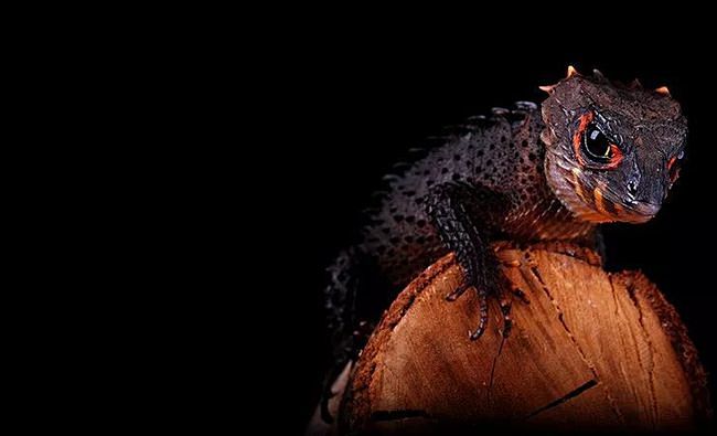 如何饲养红眼鹰蜥以及3种适合不同爬友的环境布置法肆养来稿如何饲养