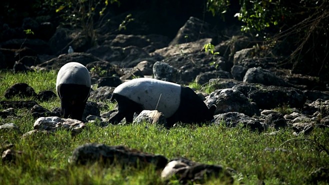 马来亚绦虫(Tapirus Dicus)...