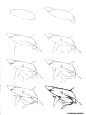 50种海洋动物画法-13