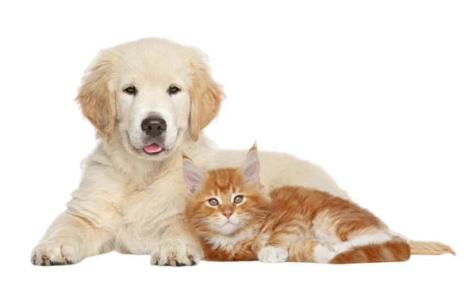 猫和狗-花瓣网