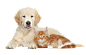 猫和狗