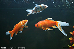 DDDDD杜采集到鱼