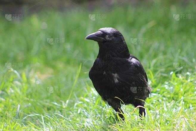 Tame crow / rook园子里的水果