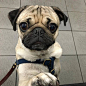 养一只蠢萌蠢萌的八哥犬