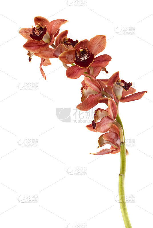 兰花