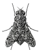 Alex Konahin 手绘昆虫记 黑白插画 自然 昆虫 手绘 