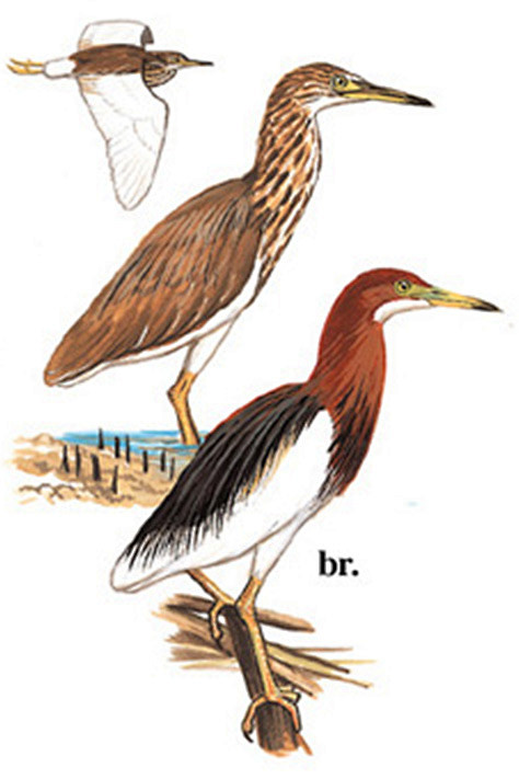 鹈形目鹭科池鹭属池鹭