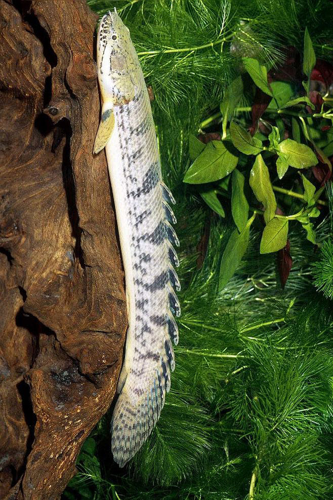 多鳍鱼目多鳍鱼科多鳍鱼