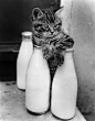 萌宠物黑白摄影：可爱猫咪