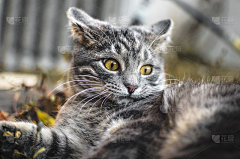 非常惊讶的是，这只灰斑猫在后院看起来很滑稽，照片为表情包，耳朵向后转