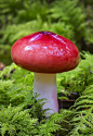 Glossy red Russula mushroom and Moss  ;): 