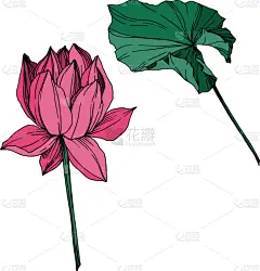 莲花,植物学,黑色,仅一朵花,荷花,壁纸,植物群,春天,花