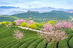 Masterecho采集到茶