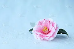 茶花,粉色,贺卡,一个物体,彩色背景,简单,仅一朵花,杂色的,色彩鲜艳,插花