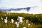 Cottongrass in Iceland