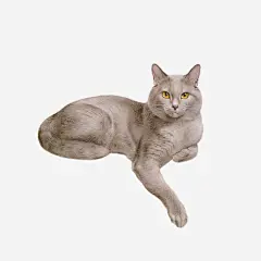 猫高清素材 家宠 免费下载 页面网页 平面电商 创意素材 png素材