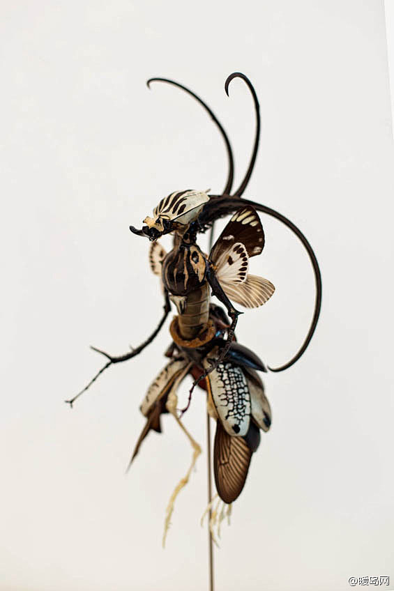 荷兰艺术家收集大量干掉的昆虫、骨骼及种子...