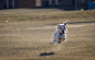 Photograph Hover Dog by Ryan Partin on 500px