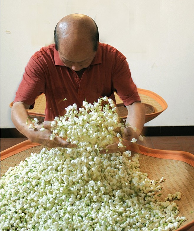 茉莉花图片,图片大全,清闲脱俗,茉莉花,...