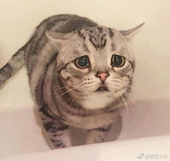Henriz采集到猫