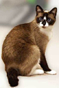 Snowshoe Cat