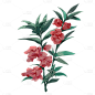凤仙花