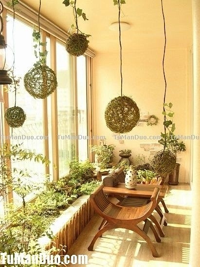 阳光。植物。干草香。阳台上的小花园···...