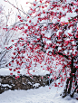 何时杖尔看南雪，我与梅花两白头