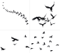 鸟png