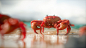 The Crab- Sunny Day on the Beach, Fellipe Beckman : Hi guys! I'm here again to share another :D I've been having an intensive week! not only about create stuff, 10 hours working inside a office and trying to keep the motivation to do my personal work, les