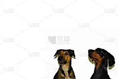 与2只狗签约杜宾和朋友