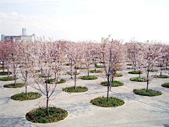 Yuisa采集到景观-植物池、花园