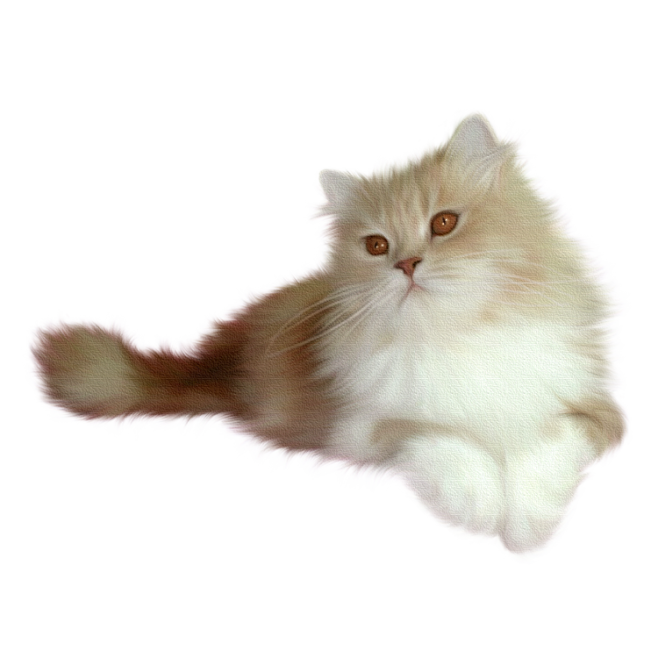 可爱的小猫咪/免抠PNG图片素材
