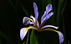 马兰花高清植物图片电脑桌面壁纸1920x1200