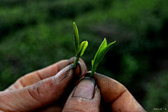 大头·杉采集到植物元素