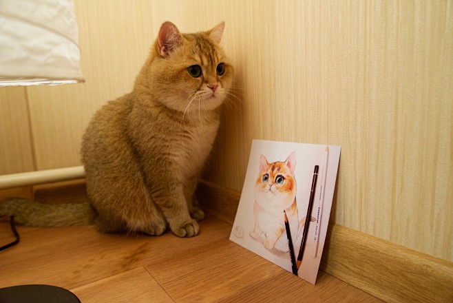 【Hosico Cat】（俄罗斯）