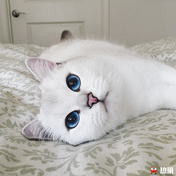 这只猫拥有了世界上最迷人的蓝眼睛 | 热...