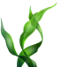 海草1