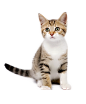 小猫1