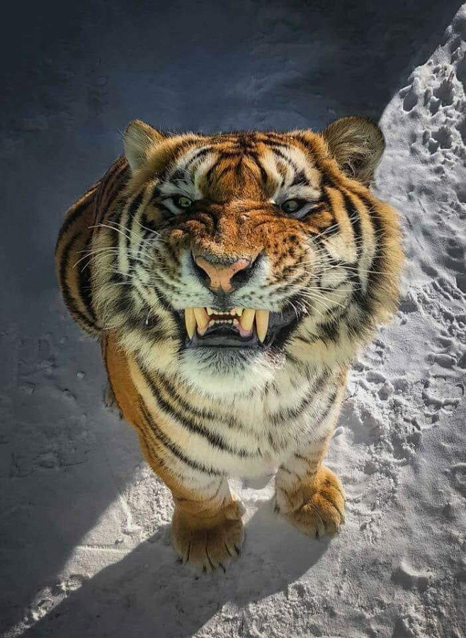 老虎